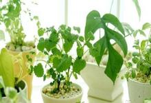 辦公室的風水擺件擺放有什么講究?