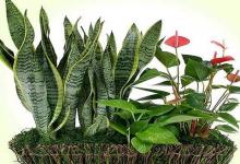 風(fēng)水植物知識大全