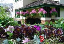 揭秘家里養什么植物好風水好