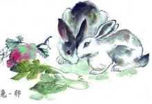 屬兔和屬兔相配嗎,兔和兔合不合