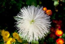 2019年農(nóng)歷八月十三日的時(shí)辰吉兇如何是黃道吉日嗎?