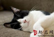 家里貓死了是什么征兆