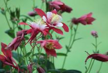 面相學解析——五官朝拱露貴賤