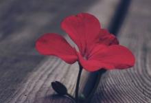 2017年屬雞的袁姓男寶寶起名