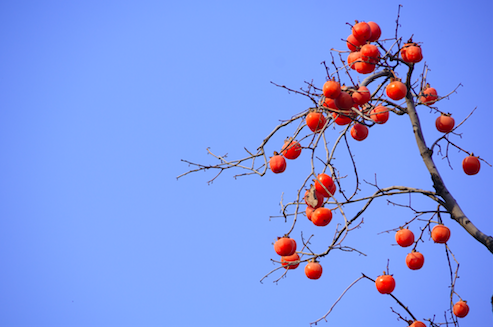 秋分民政局有上班嗎 2019秋分這天可以登記結(jié)婚證嗎(圖文)