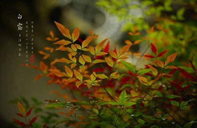白露節氣的含義是什么？秋天節氣有哪些？(圖文)