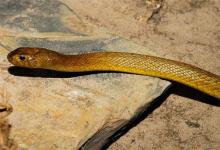 屬蛇的命運(yùn)和婚姻