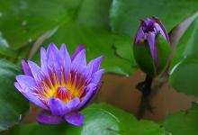 2019年屬猴的1月份運(yùn)勢怎么樣