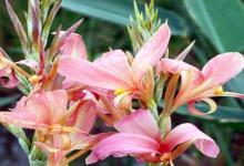 雙魚座有哪些避暑的高招