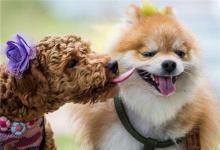 十分洋氣的狗狗名字大全