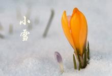 2019年農歷十月廿六日小雪節氣可以求嗣嗎？