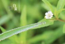 2019年白露出生的女孩好不好 白露出生的人命硬嗎？