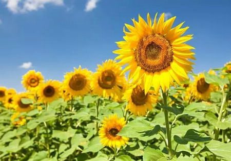 2019年陰歷十月初九遷墳吉利嗎,陰宅遷墳風水解析！(圖文)