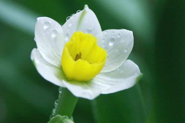 蒜頭鼻有福氣嗎 蒜頭鼻好不好(圖文)