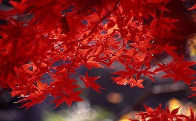 2019己亥豬年農(nóng)歷十月哪些日子忌諱安床？(圖文)