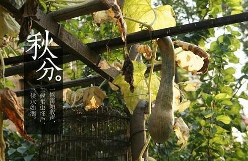 2019年幾時幾分進入秋分時間查詢！秋分時南北方有什么含義(圖文)
