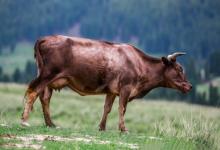 1961年屬牛人2020年運勢男性 61牛男今年每月運勢