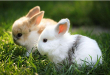 75年屬兔人未來什么時候起大運