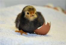 1981年屬雞的命運