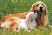 屬狗人的桃花方位