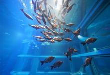 養什么魚招財？怎么選？