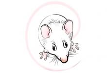 2020年屬鼠本命年要穿什么顏色