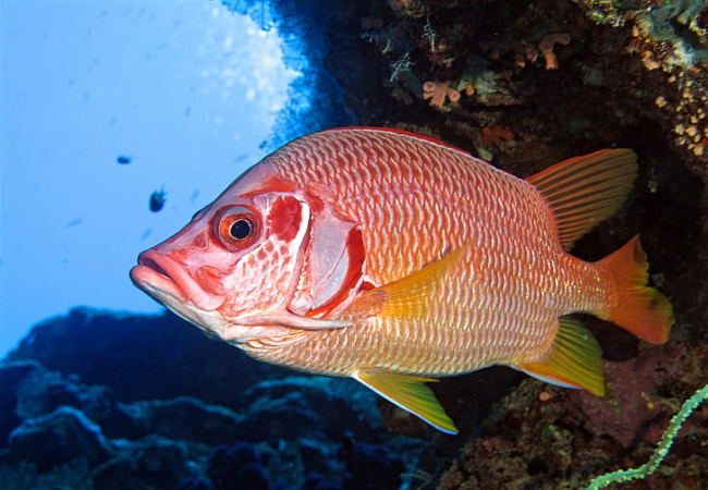 夢見水里抓魚是什么意思 夢見水里抓魚有什么預兆