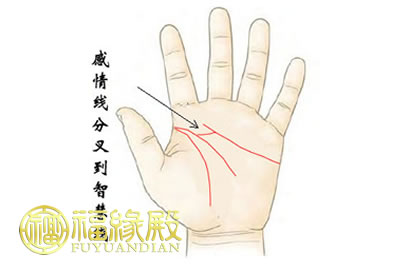 感情下分叉到智慧線的人(圖文)