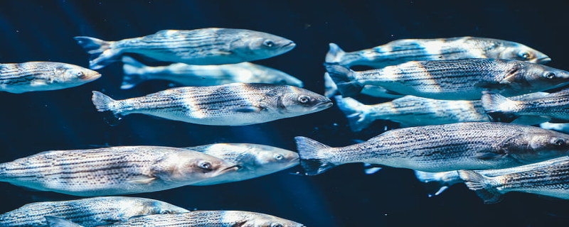 夢見水里抓魚是什么意思 夢見水里抓魚有什么預兆
