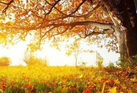 1969年屬雞人貴人是誰?1969年屬雞人2019年運勢如何?(圖文)