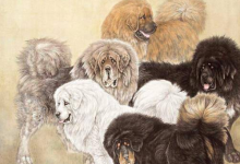 屬狗男人的感情弱點,太過木訥