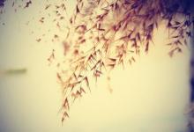 別姓有多少人口 別姓起源及分布