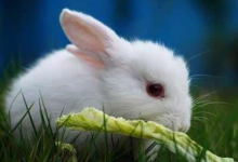 1999年屬兔一生有二婚