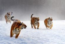 1986年屬虎40歲后有十年大運嗎