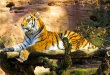 1998年屬虎的2020年運(yùn)氣