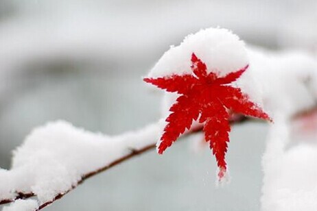 大雪節(jié)氣當(dāng)天訂婚合適嗎 訂婚戒指是男方送的嗎？(圖文)