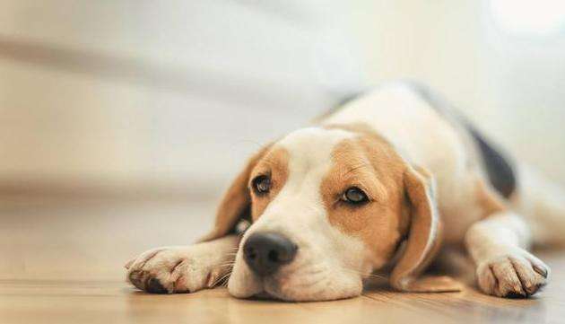 1994年屬狗的人2020年運(yùn)勢(shì)及運(yùn)程大全解析(圖文)