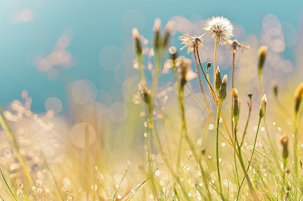 生肖狗的貴人是生肖猴嗎?屬狗和屬猴的人合不合?(圖文)