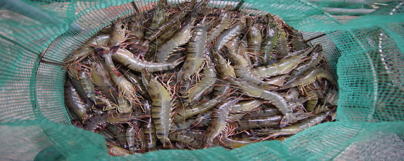夢(mèng)見(jiàn)自己抓了好多活蝦是什么意思 夢(mèng)見(jiàn)自己抓了好多活蝦有什么預(yù)兆