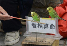 免費(fèi)八字算命靠譜嗎