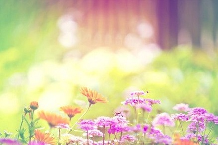 屬雞2019年離過年的時間里桃花運怎么樣？如何催旺桃花？(圖文)