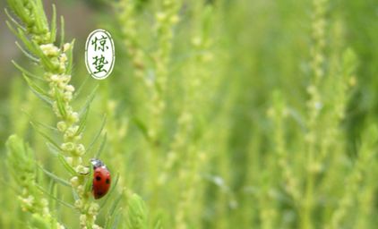 驚蟄節氣出生的屬虎人命運好不好 是什么命？(圖文)