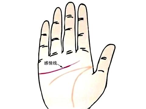 手掌肥厚的婚姻運勢非常的美滿？手掌厚的人運勢如何？(圖文)