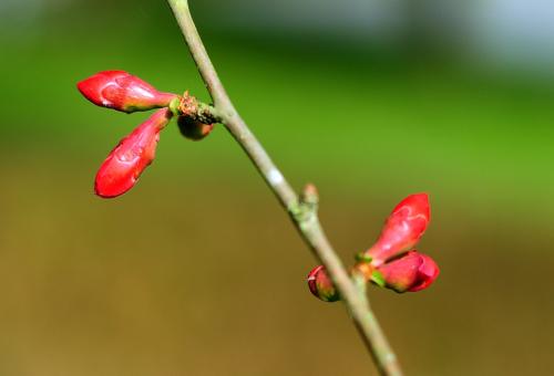 屬猴的人陽歷2月3日—2月5日立春出生是水瓶座嗎？(圖文)