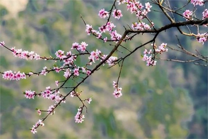 2020年2月4日立春結婚好嗎,2020年鼠年是不是雙春年？(圖文)