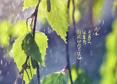 雨水節氣出生的屬牛人命運如何 是什么命？(圖文)