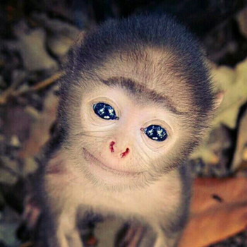 屬猴的人2020年運程(圖文)