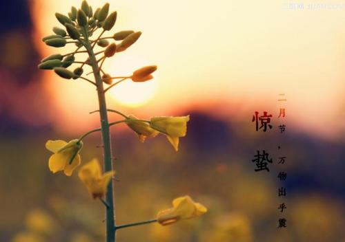 驚蟄節氣出生的屬羊人命運好不好 是什么命？(圖文)
