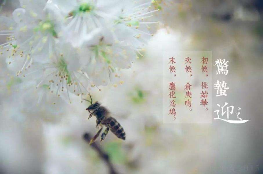 驚蟄節氣出生的屬虎人命運好不好 是什么命？(圖文)