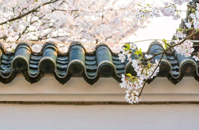 2月4日立春出生的屬虎寶寶是什么命 運勢好不好？(圖文)